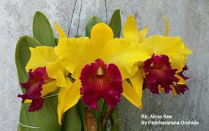 Rhyncholaeliocattleya Alma Kee
