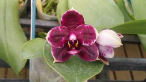 Phalaenopsis Zheng Min Triceratops