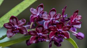 Vandachostylis Sri-Siam