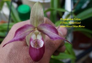 Phragmipedium Sedenii