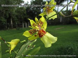 Oncidopsis Pacific Paragon