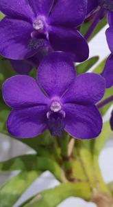 Vandachostylis Pine Rivers