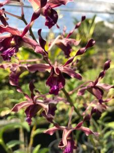 Dendrobium Nicha Pink Tourmaline