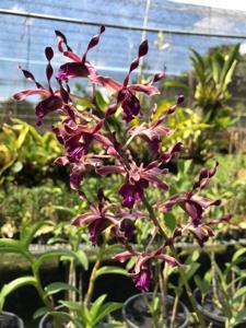 Dendrobium Nicha Pink Tourmaline