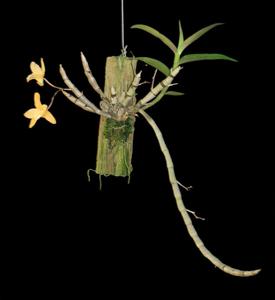 Dendrobium Uni-Scabri