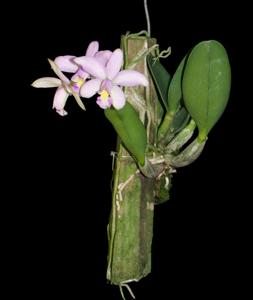 Cattleya Jairak Doll