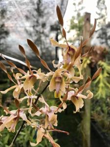 Dendrobium Nicha Dream Catcher