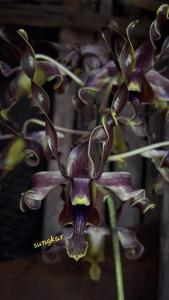 Dendrobium Christabella