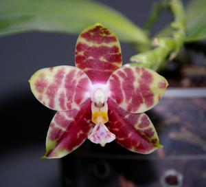 Phalaenopsis Hannover Passion