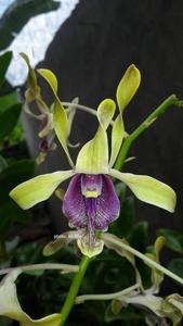 Dendrobium Tiara Beauty