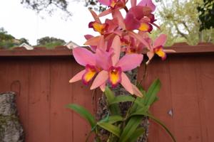 Laeliocattleya Ancibarina