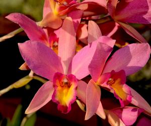 Laeliocattleya Ancibarina