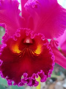 Rhyncholaeliocattleya Sanyung Ruby