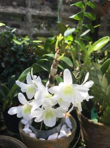 Dendrobium Angel Baby