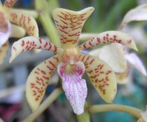 Acampostylis Thailand Vacation Destination