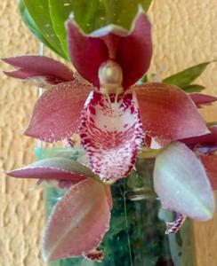 Catasetum Stephen Moffitt