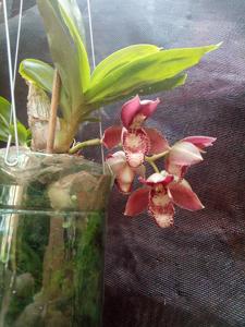 Catasetum Stephen Moffitt