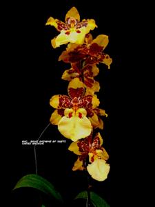 Oncostele Saint Anthony of Egypt