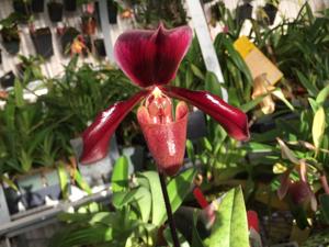 Paphiopedilum Shadow Gratrix