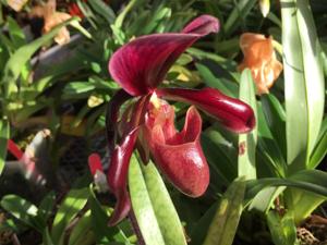 Paphiopedilum Shadow Gratrix