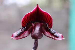 Paphiopedilum Shun-Fa Web