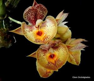 Catasetum Orchidglade