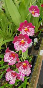 Miltoniopsis Breathless