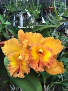 Rhyncholaeliocattleya Spanish Eyes