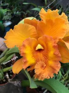 Rhyncholaeliocattleya Spanish Eyes