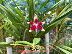 Phalaenopsis Vinh Long Red Sun