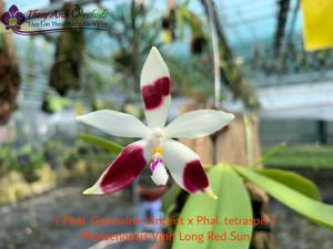 Phalaenopsis Vinh Long Red Sun