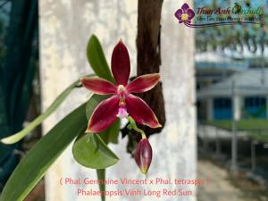 Phalaenopsis Vinh Long Red Sun