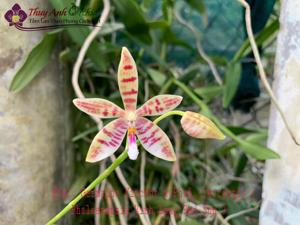 Phalaenopsis Vinh Long Red Sun