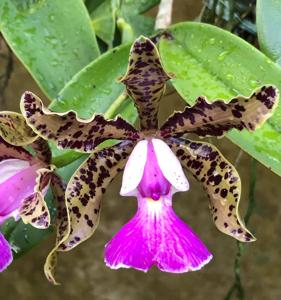 Cattleya Peckaviensis