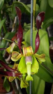 Dendrobium Green Viper