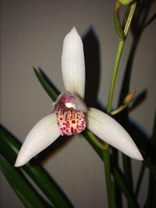 Cymbidium formosanum-erythrostylum