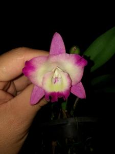 Cattleya Cherry Bee