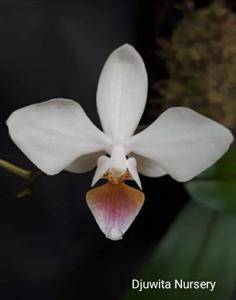 Phalaenopsis intermedia