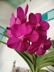 Vanda Princess Mikasa