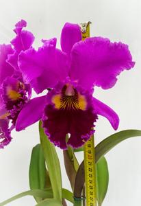 Rhyncholaeliocattleya Memoria Crispin Rosales