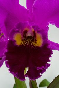 Rhyncholaeliocattleya Memoria Crispin Rosales