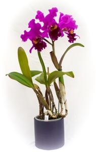 Rhyncholaeliocattleya Memoria Crispin Rosales