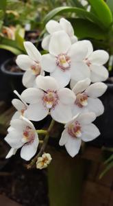 Sarcochilus Melba