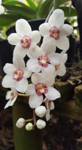 Sarcochilus George Colthup