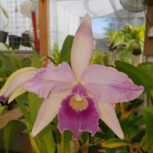 Cattleya Canhamiana