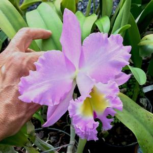 Rhyncholaeliocattleya Mount Hood