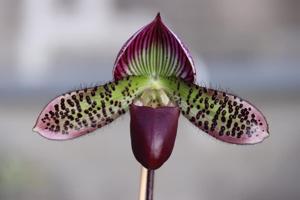 Paphiopedilum Tristar Mabo