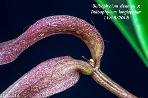 Bulbophyllum dennisii-longisepalum