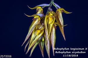 Bulbophyllum longissimum-sicyobulbon
