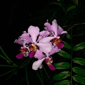 Papilionanda John Clubb